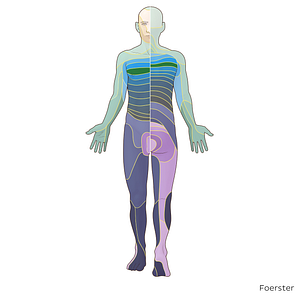 T4 dermatome (#20877)