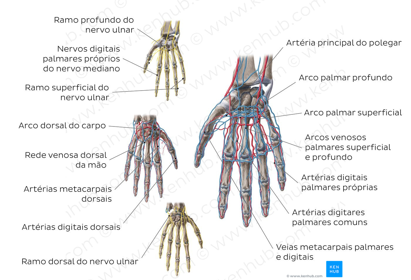 Neurovasculature of the hand (Portuguese)