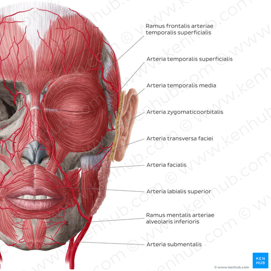 Arteries of face and scalp (Anterior view: superficial) (Latin)