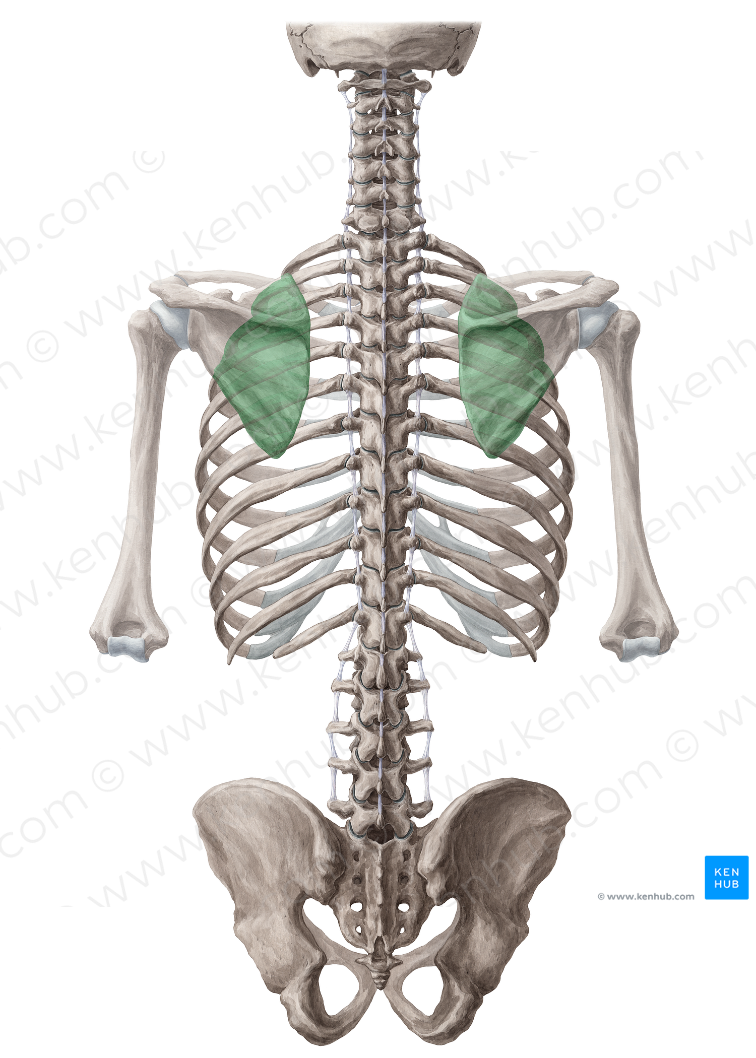 Scapulothoracic joint (#19153)
