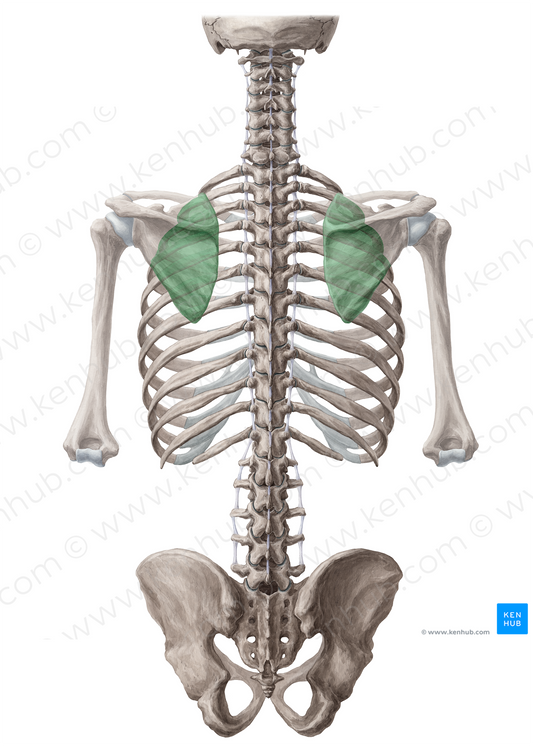 Scapulothoracic joint (#19153)