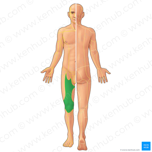 Anterior cutaneous branches of femoral nerve (#21940)