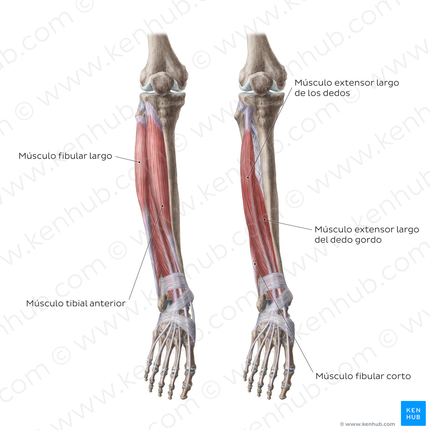 Muscles of the leg (Anterior view) (Spanish)