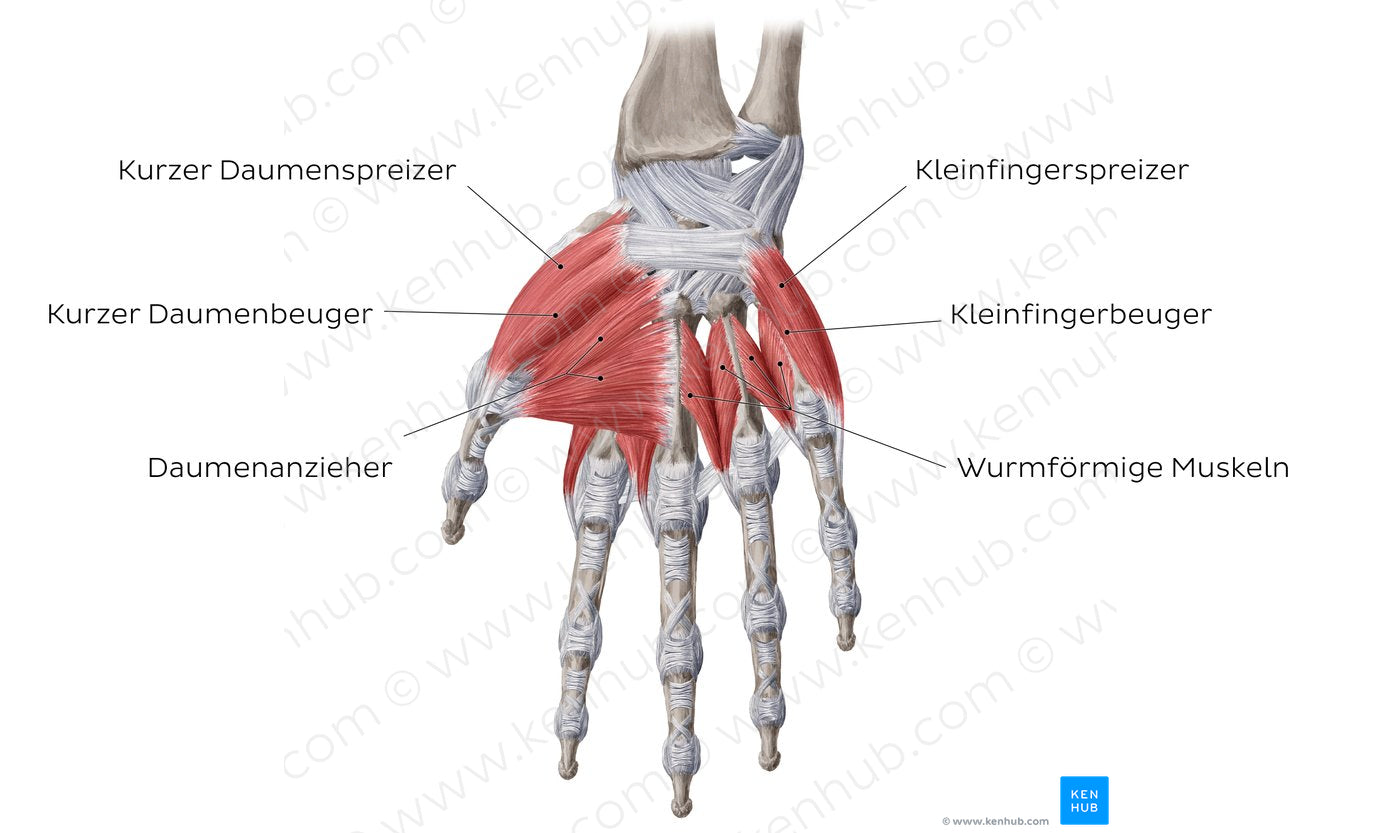 Muscles of the hand: main muscles (German)