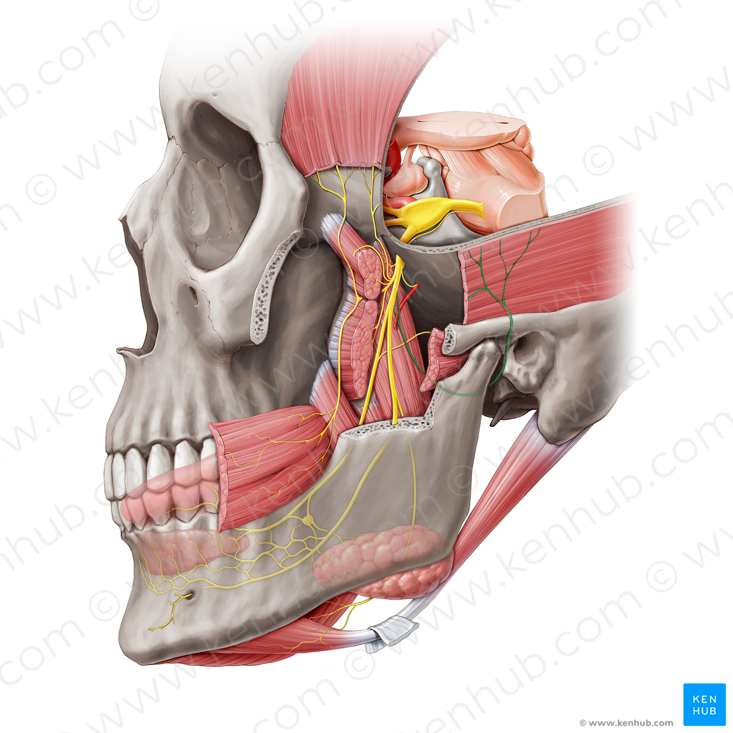 Auriculotemporal nerve (#20463)