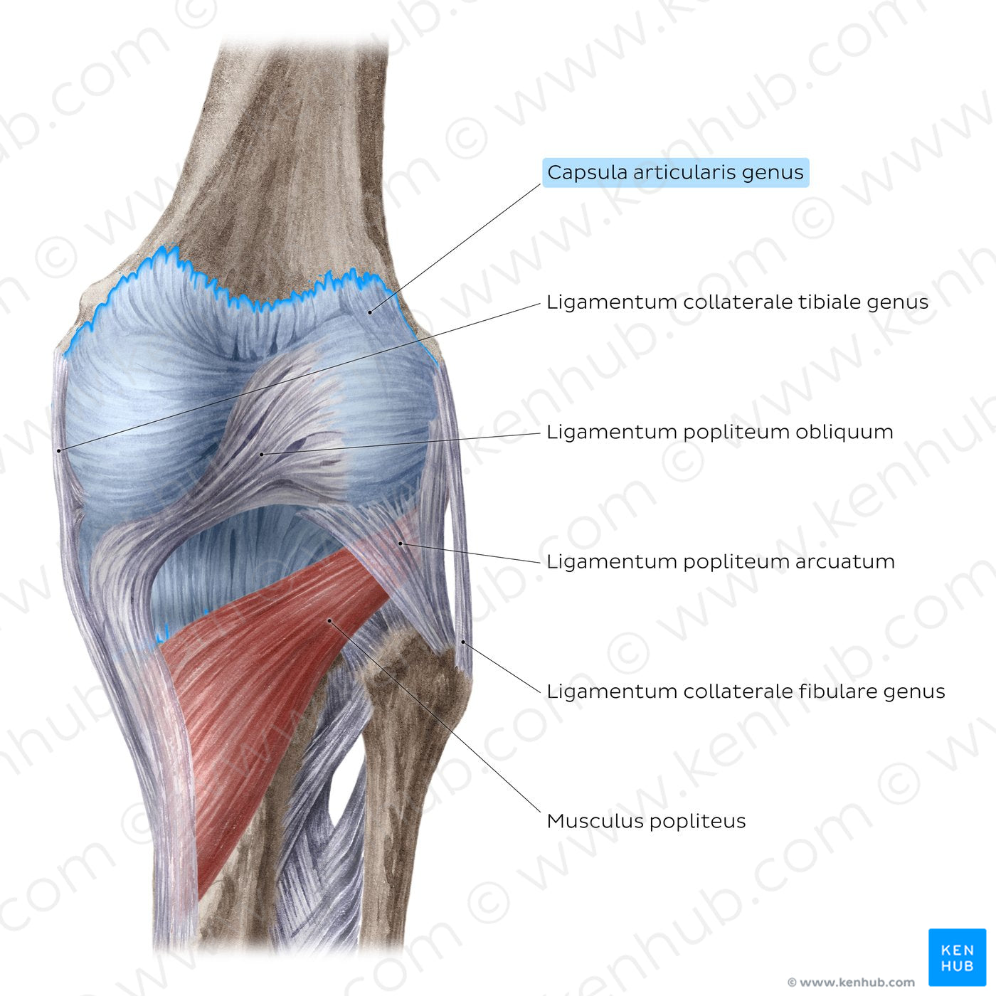 Knee joint: Extracapsular ligaments and popliteus muscle (posterior view) (Latin)