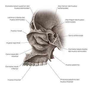 Midsagittal skull (septum removed) (Spanish)