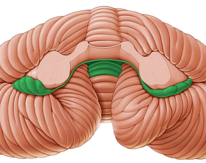 Flocculonodular lobe (#4779)