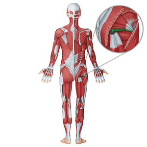 Inferior gemellus muscle (#18693)