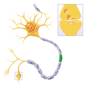 Schwann cell (#13592)