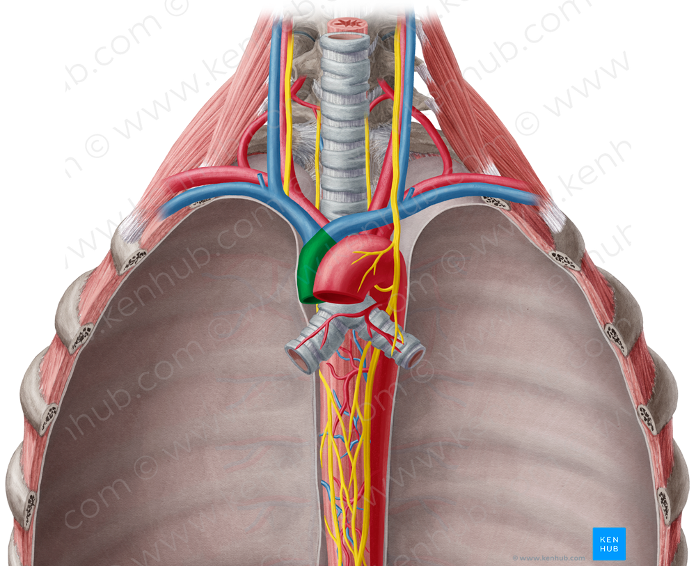 Superior vena cava (#10072)