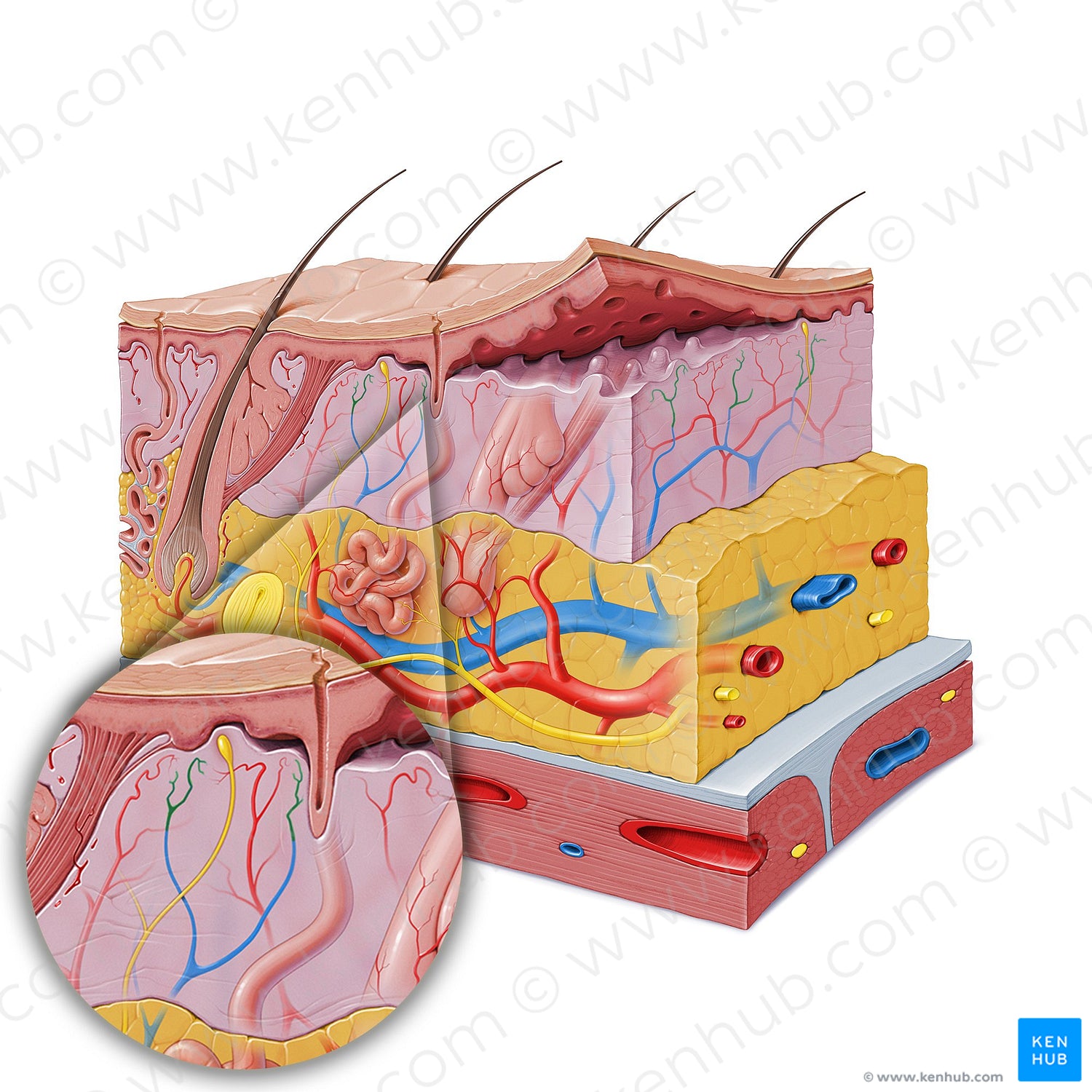 Subpapillary venous plexus (#19848)