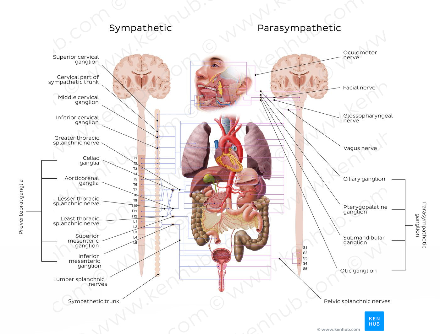 Autonomic nervous system (English)