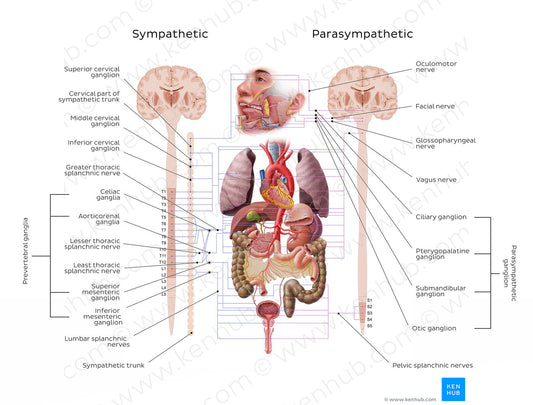 Autonomic nervous system (English)