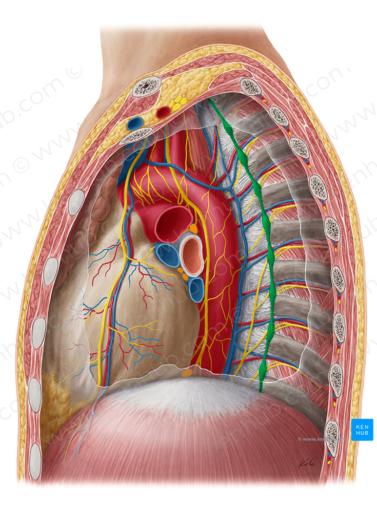 Sympathetic trunk (#9646)