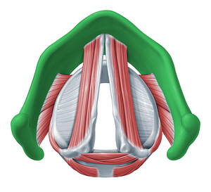 Thyroid cartilage (#18331)