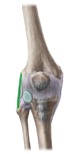 Fibular collateral ligament of knee joint (#4490)
