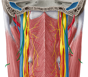 Accessory nerve (#6294)