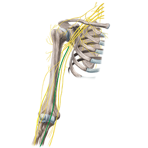 Median nerve (#6571)