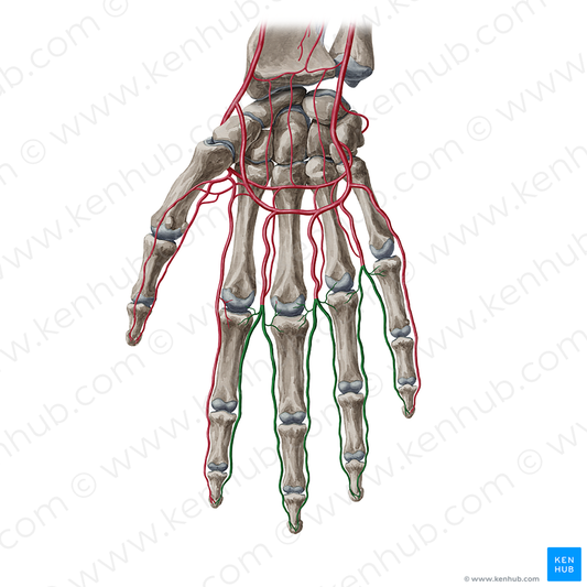 Proper palmar digital arteries (#1133)