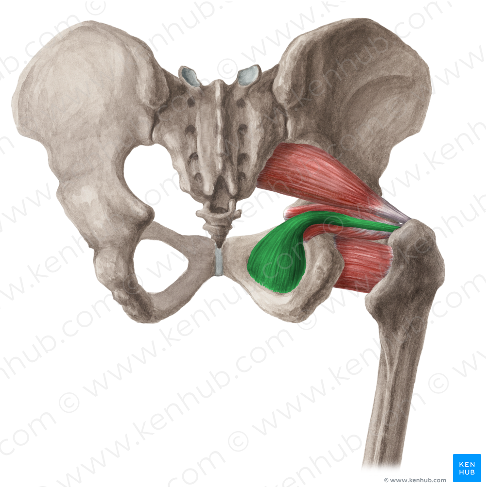 Obturator internus muscle (#5668)