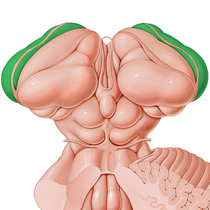 Caudate nucleus (#7172)