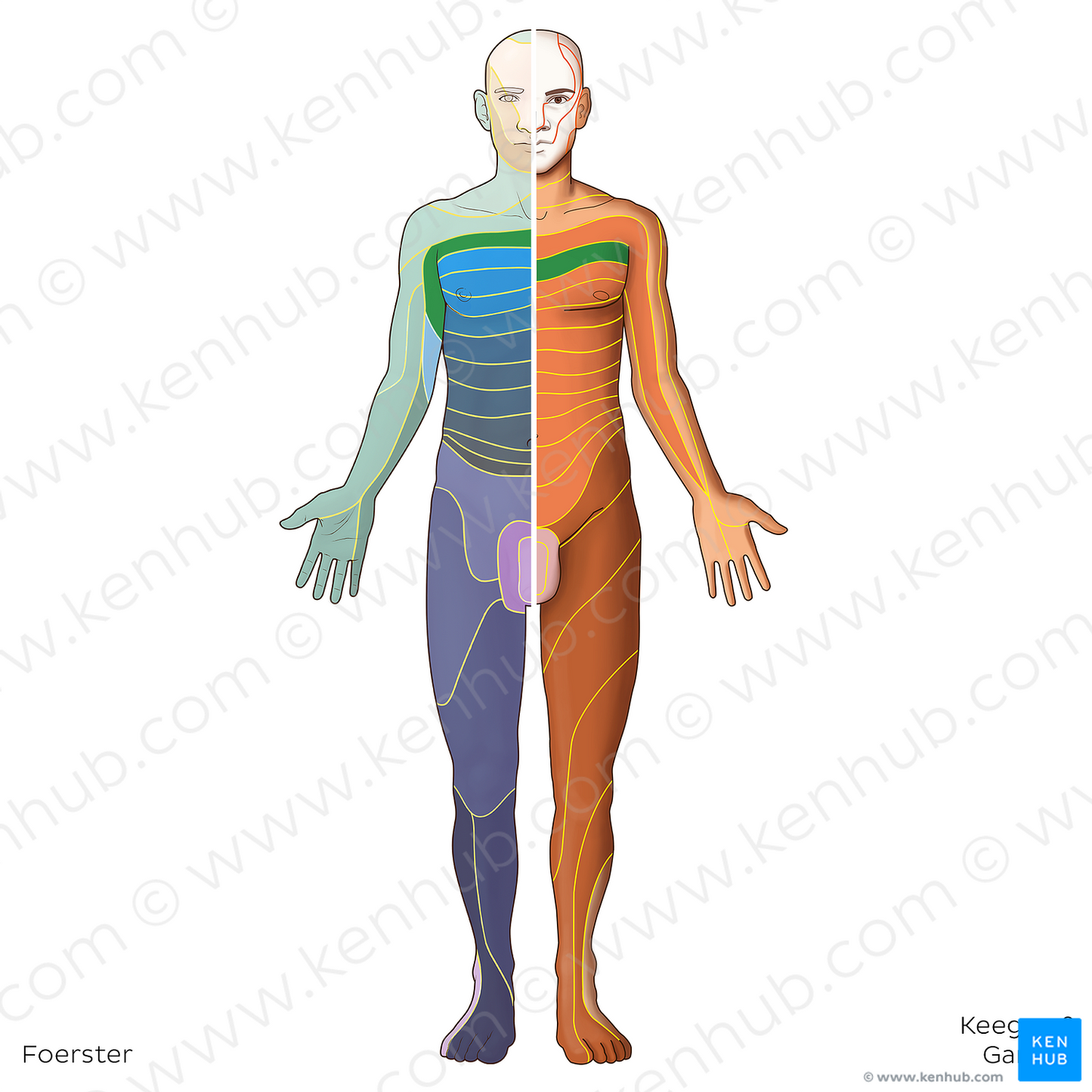 T2 dermatome (#20818)