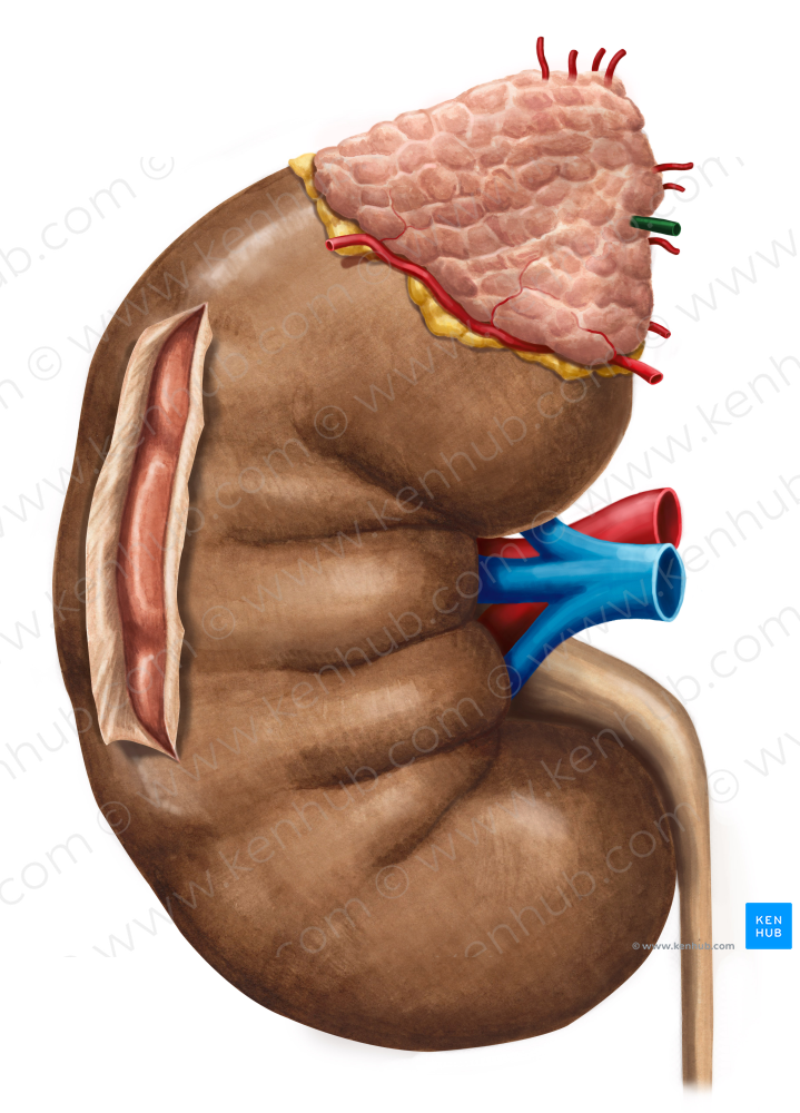 Suprarenal vein (#10619)