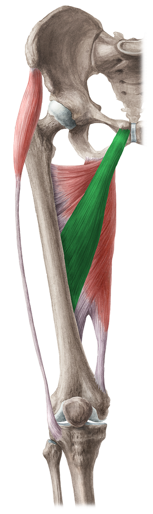 Adductor longus muscle (#5188)