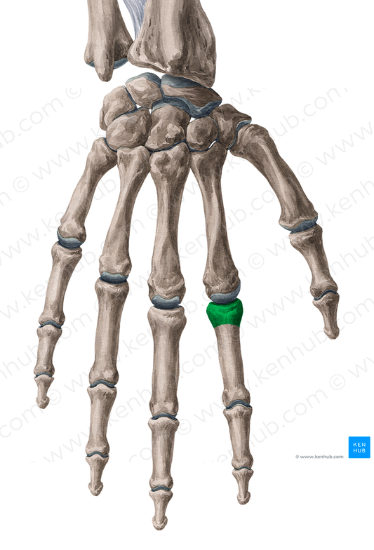 Base of proximal phalanx of 2nd finger (#2186)