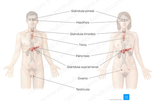 Endocrine system (Spanish)