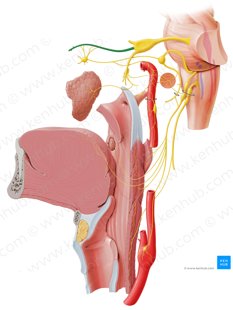 Maxillary nerve (#6563)