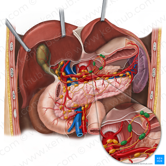 Left gastric lymph nodes (#16076)