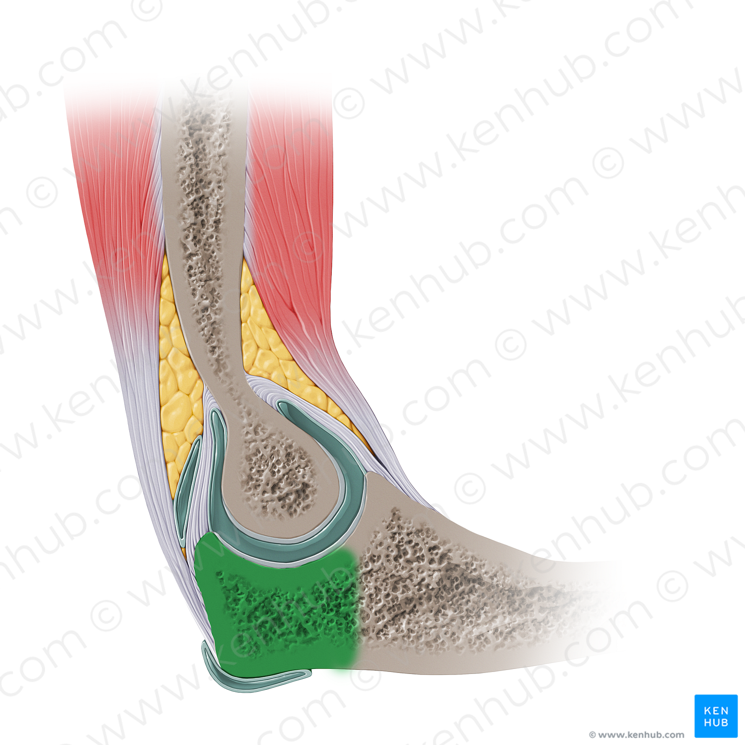 Olecranon of ulna (#14157)