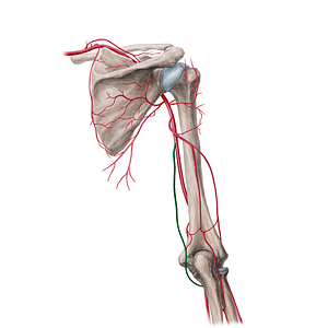 Superior ulnar collateral artery (#21705)