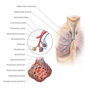 Bronchioles and alveoli (English)