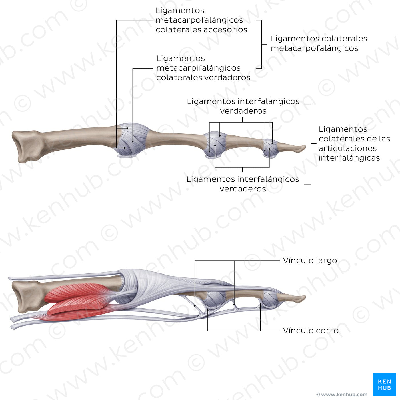 Ligaments of the metacarpals and phalanges: Lateral view (Spanish)