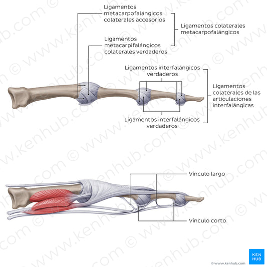 Ligaments of the metacarpals and phalanges: Lateral view (Spanish)