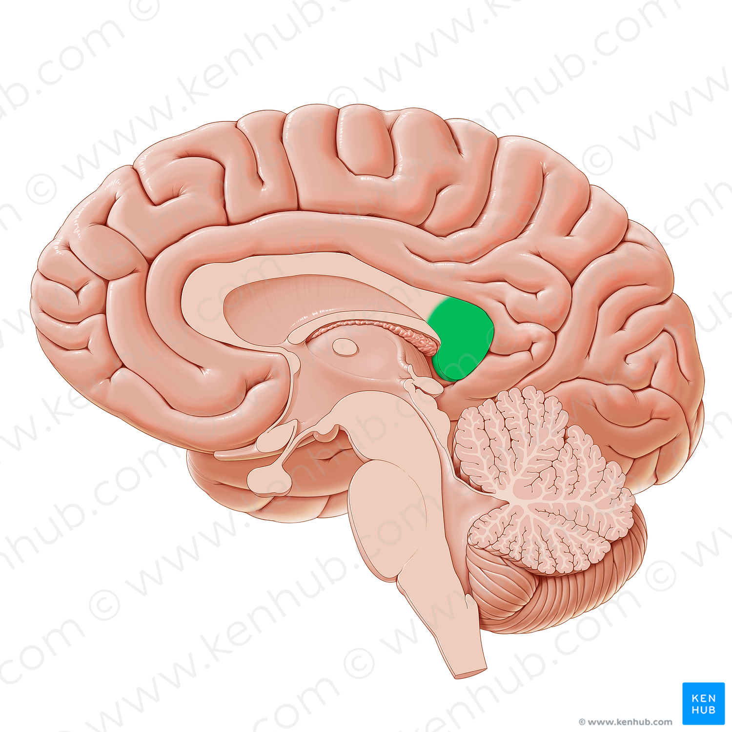 Splenium of corpus callosum (#21175)