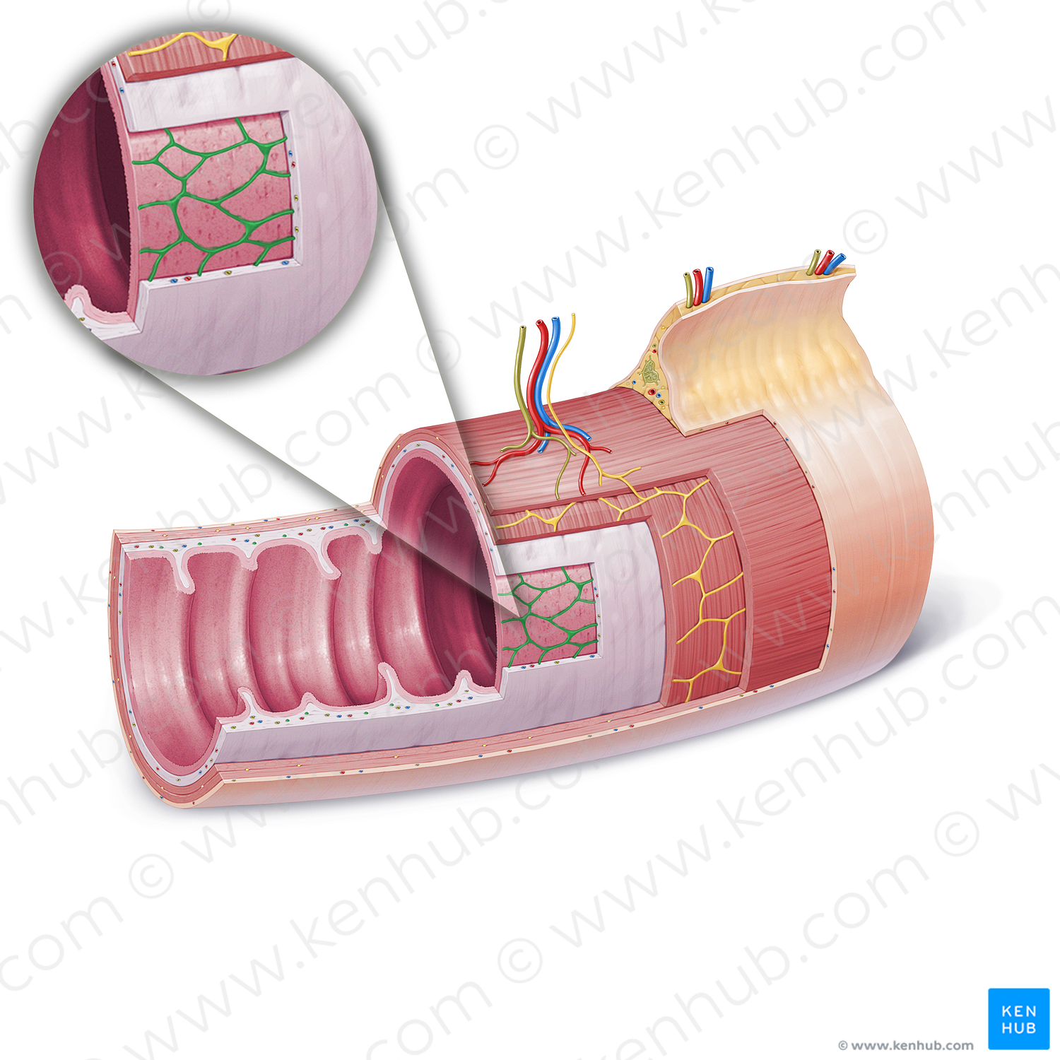 Submucosal plexus (of Meissner) (#21850)