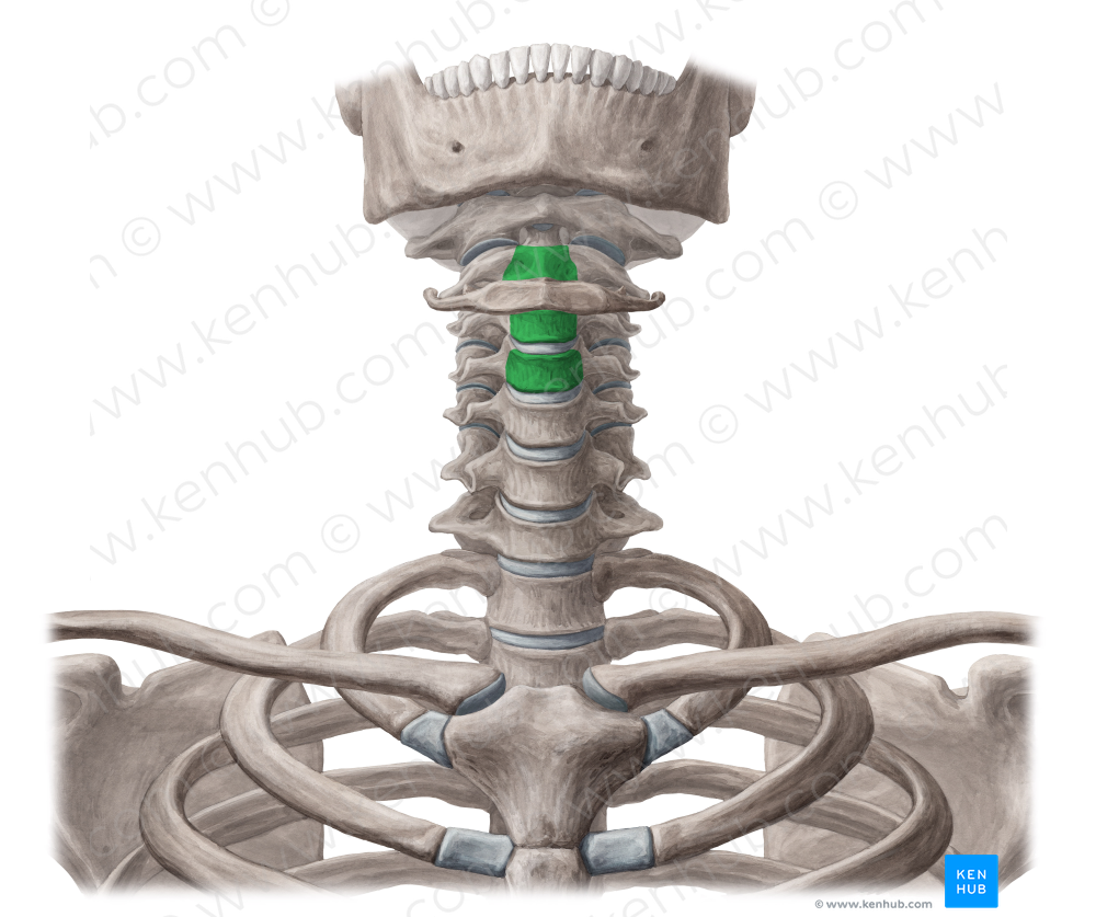 Bodies of vertebrae C2-C4 (#3013)