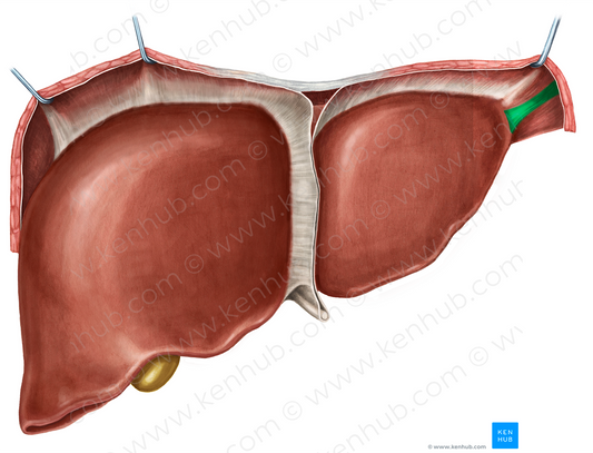Fibrous appendix of liver (#789)