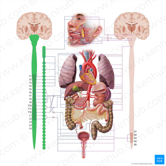 Sympathetic nervous system (#18625)