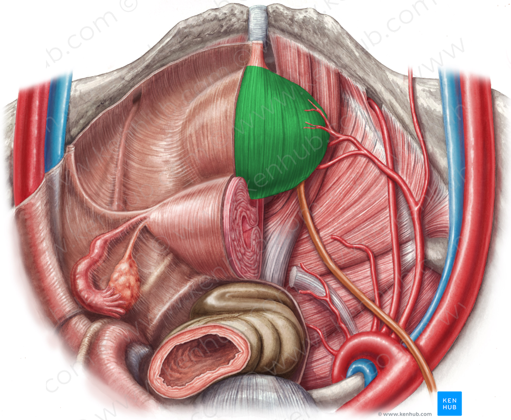 Urinary bladder (#10808)