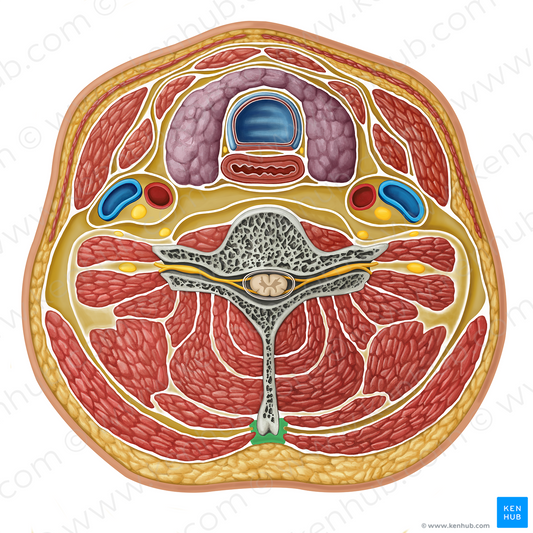 Nuchal ligament (#17322)