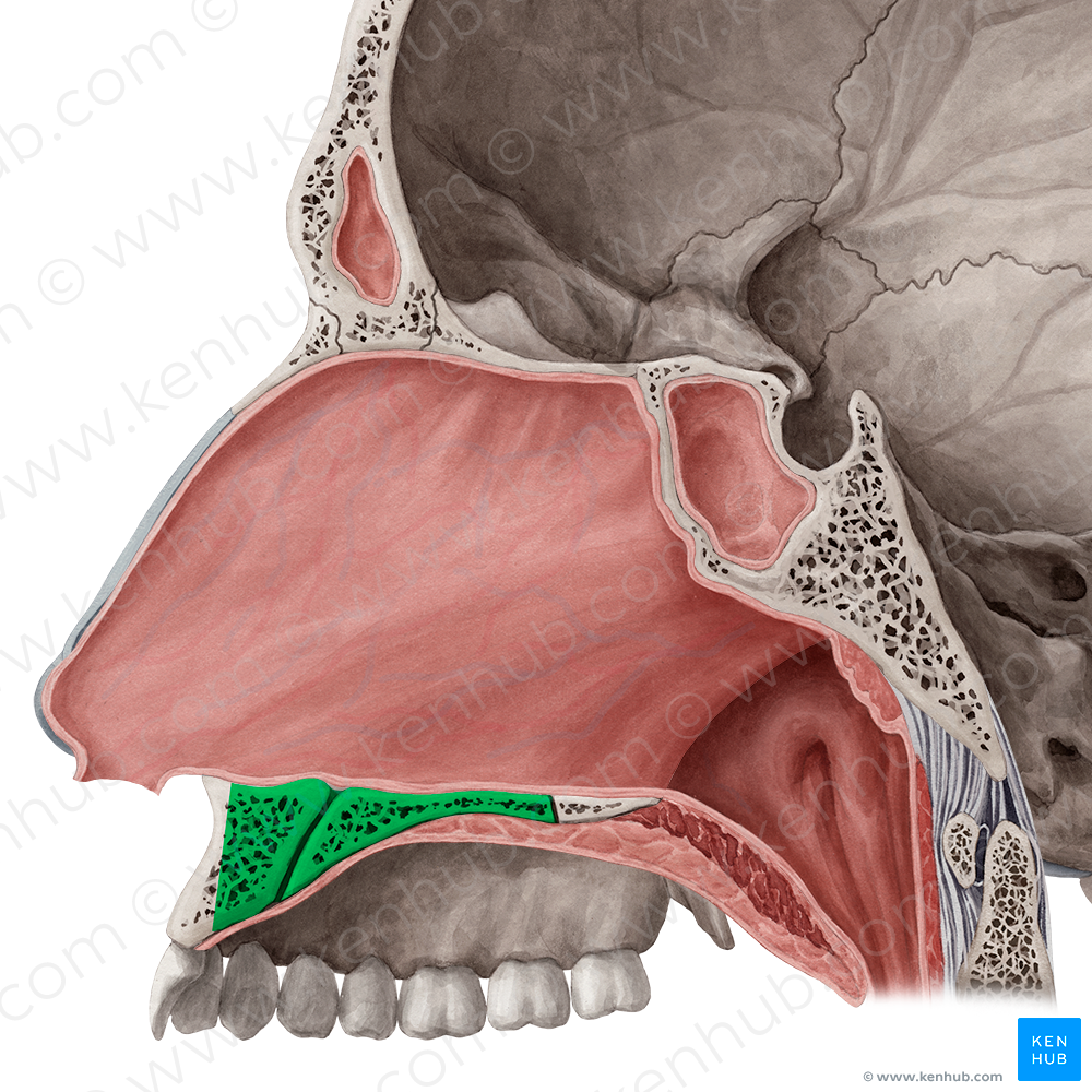 Palatine process of maxilla (#8233)