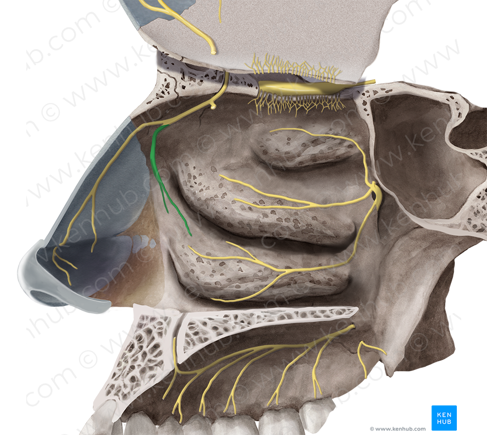 Lateral nasal branches of anterior ethmoidal nerve (#8754)
