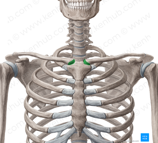 Sternoclavicular joint (#2088)