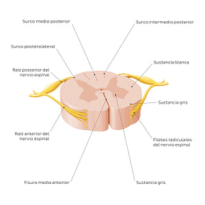 Spinal cord: Cross section (External morphology) (Spanish)