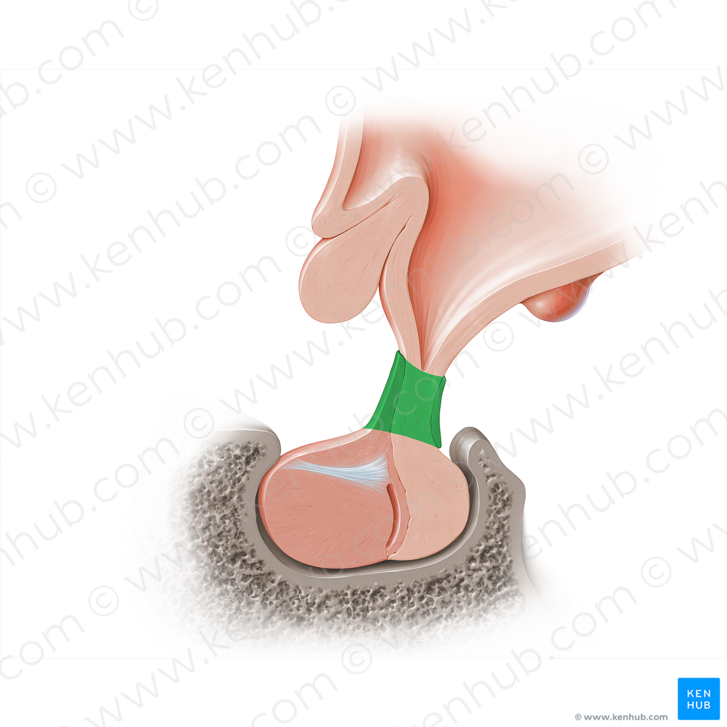 Infundibulum of pituitary gland (#18211)